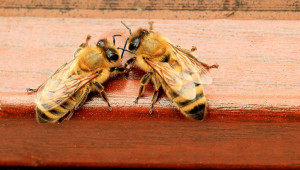 Стесняване и затопляне на гнездата на пчелните семейства през пролетта - Agri.bg