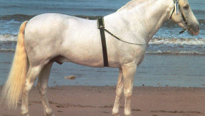 Андалузка порода коне - Agri.bg