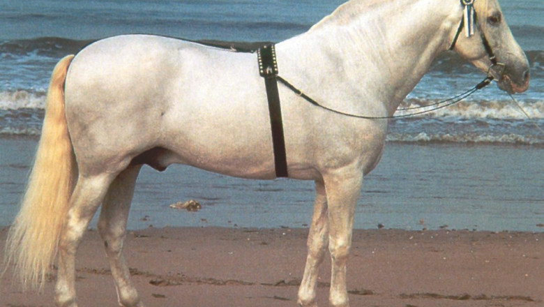 Андалузка порода коне
