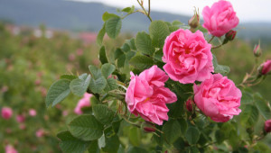 Казанлъшка роза - производство на посадъчен материал