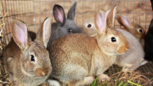 Биологични особености на зайците