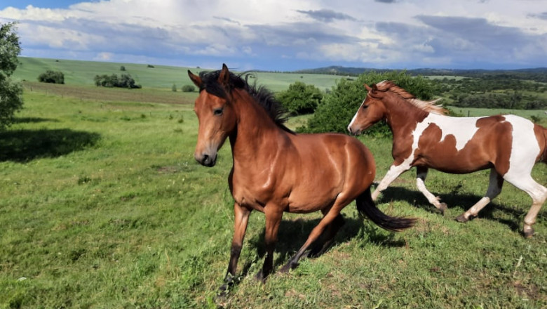 Коневъдство - развъждане и използване на конете