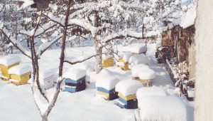 Грижи за пчелите през декември - Agri.bg