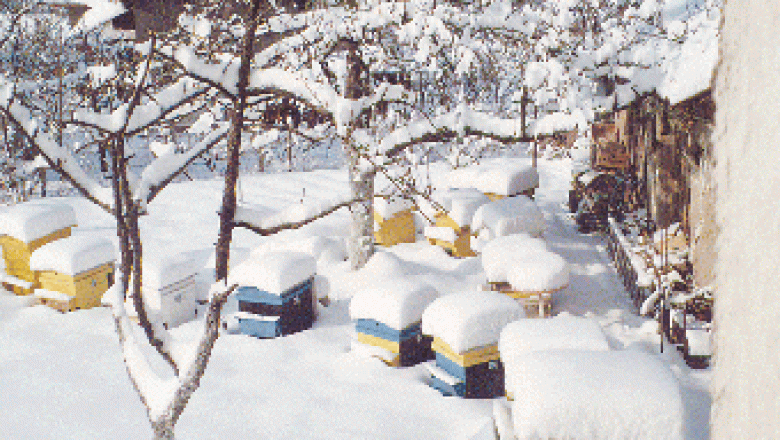 Грижи за пчелите през декември