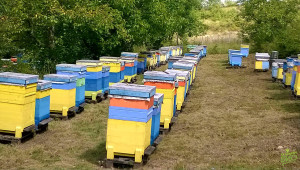 Как да изберем подходящо място за пчелин?