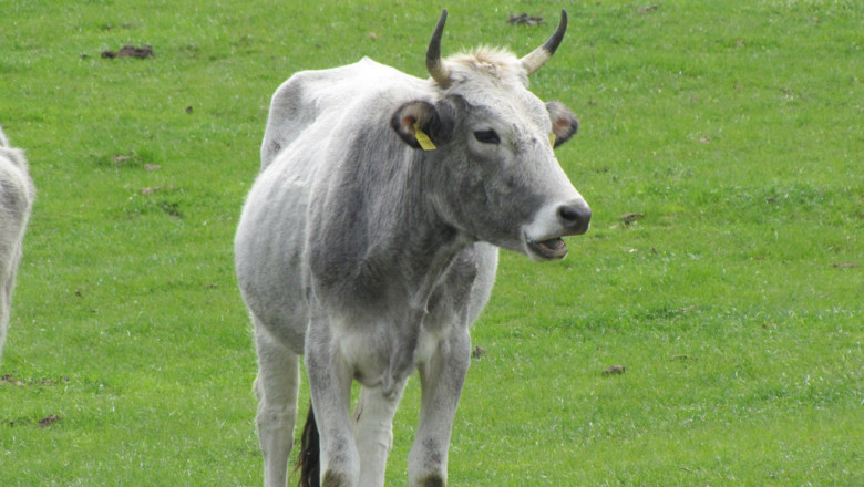 Българско сиво говедо