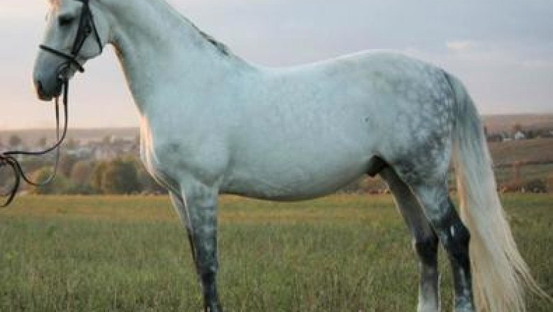 Руски рисак (Russian Trotter) - порода коне за впряг и конен спорт