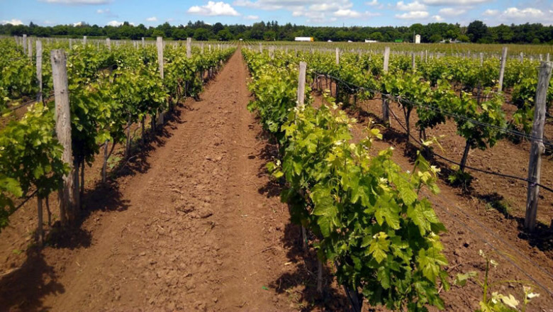 Лозаро-винари могат да приключват заявлението си в СЕУ