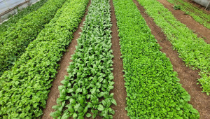 Близката ферма: Как се отглеждат оранжерийни зеленчуци без плуг, фреза и химически пестициди - Снимка 2