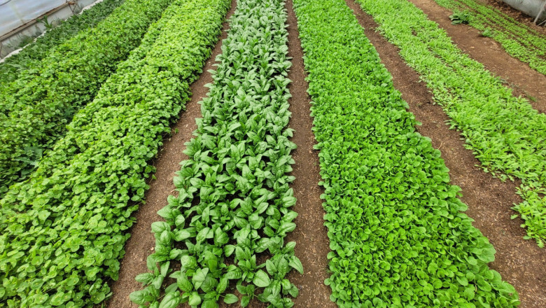 Близката ферма: Как се отглеждат оранжерийни зеленчуци без плуг, фреза и химически пестициди