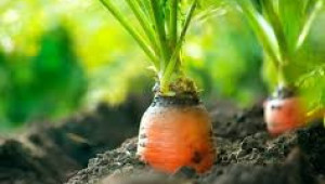 Моркови: Биологичните изисквания на културата определят схемите и дълбочината на сеитба