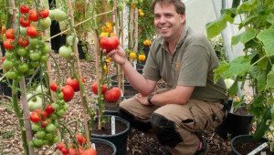 Ранно полско производство на домати. Засадете разсада, когато опасността от слани е преминала - Agri.bg