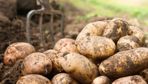 Потребностите от хранителни вещества на картофите са големи