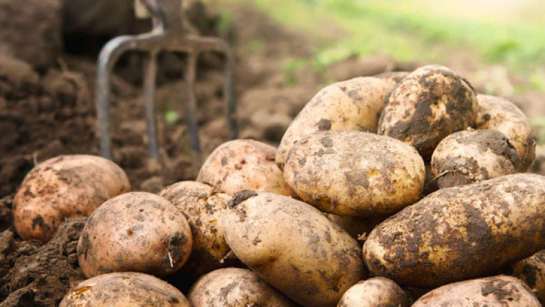 Потребностите от хранителни вещества на картофите са големи