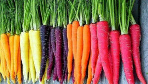 Неприятели застрашават реколтата от моркови - Agri.bg