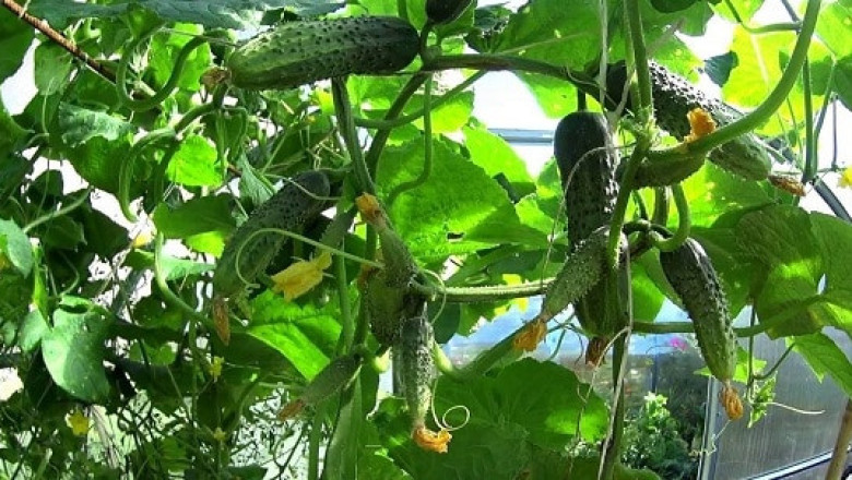 Специфични грижи за краставиците в оранжерии с пластмасово покритие