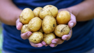 Технология на отглеждане на картофи като втора култура