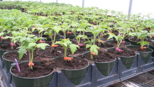 Осигурете оптимален режим за разсадите в оранжериите