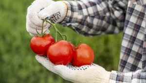 Зелени резитби за регулиране на растежа и плододаването при доматите