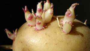 Химичен състав на клубените на картофите