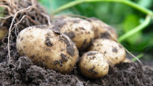 Прибиране на ранни картофи - Agri.bg