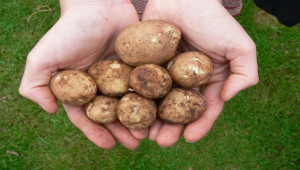 Изисквания на ранните картофи към почвената и въздушна влажност - Agri.bg