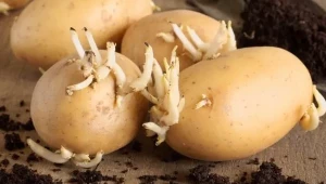 Външен вид на клубените на картофите