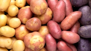 Място на картофите в сеитбообращението