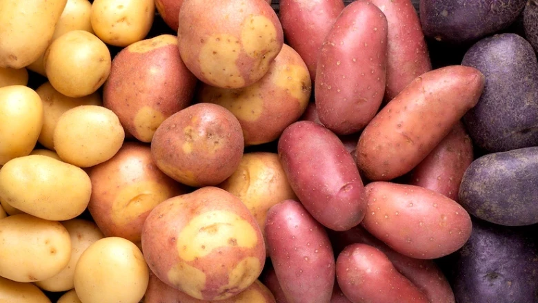 Място на картофите в сеитбообращението