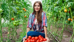Късно производство на домати в неотоплявани и в отоплявани оранжерии - Agri.bg