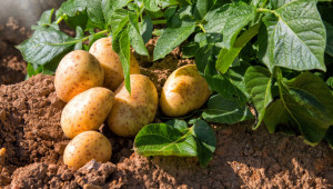 Какви са изискванията на ранните картофи към светлината?