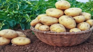 Изисквания към качествата на картофите - Agri.bg