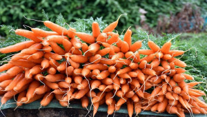 Особености в агротехниката на морковите - Agri.bg