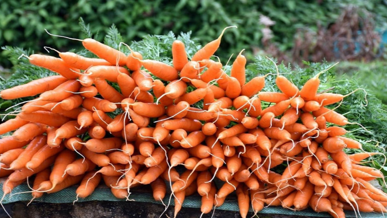 Особености в агротехниката на морковите