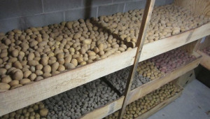 Съхранение на картофи в постоянни хранилища без принудителна вентилация - Agri.bg