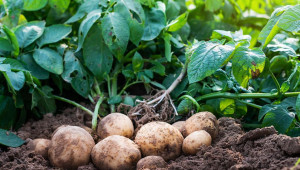 Предпосадъчна обработка на почвата за засаждане на картофи