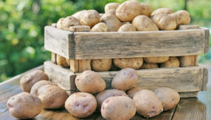 Сортове картофи за средно късно производство - Agri.bg
