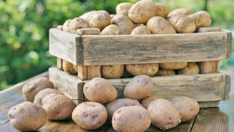 Сортове картофи за средно късно производство
