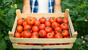 Ранно полско производство на домати