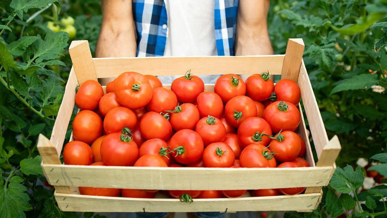Ранно полско производство на домати