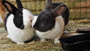 Какви са особеностите при отглеждането на мъжки зайци разплодници? - Agri.bg