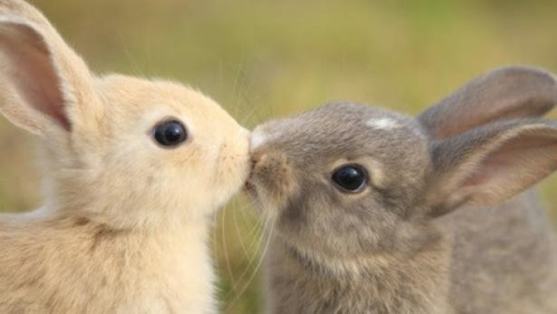 Особености на храносмилателната система на зайците