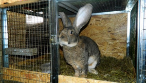 Защо е необходимо редовно почистване и дезинфекциране на клетките за зайците? - Agri.bg
