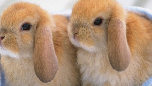 Топлолюбиви ли са зайците?