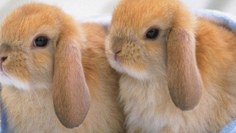 Топлолюбиви ли са зайците?