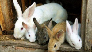 Норми и дажби за хранене на зайците - Agri.bg