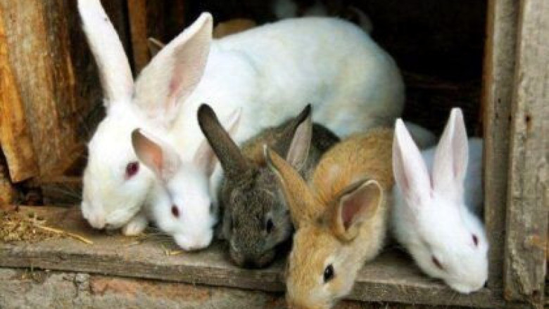 Норми и дажби за хранене на зайците
