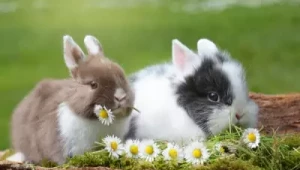 Какво трябва да знаем, ако искаме да отглеждаме зайци - Agri.bg