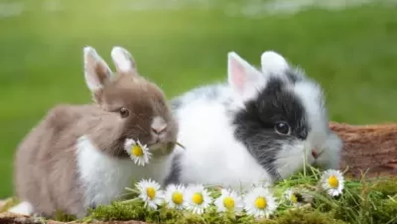 Какво трябва да знаем, ако искаме да отглеждаме зайци