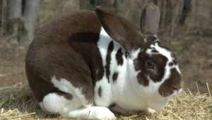 Рексови зайци (Късокосмести зайци)